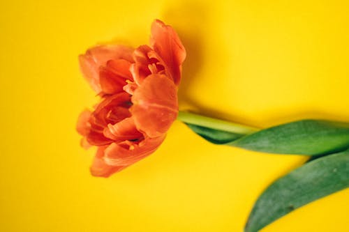 Orange Flower in Yellow Background