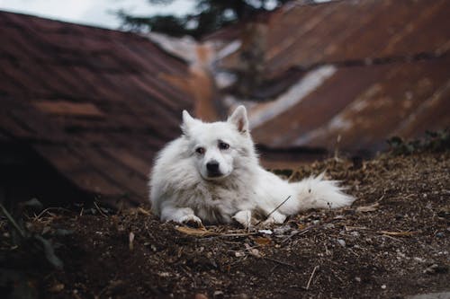 Δωρεάν στοκ φωτογραφιών με λευκό σκυλί, σκύλος