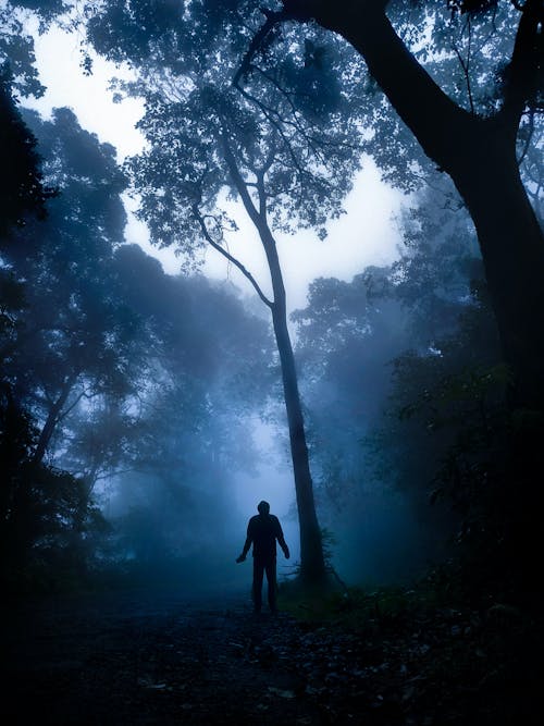 Free Silhouette of a Person Standing on the Forest Stock Photo