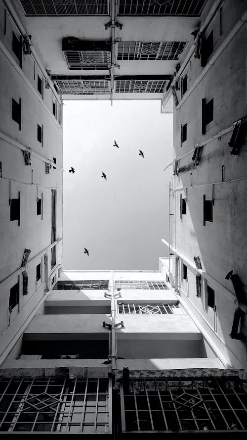 Free Birds Flying Over the Building Stock Photo