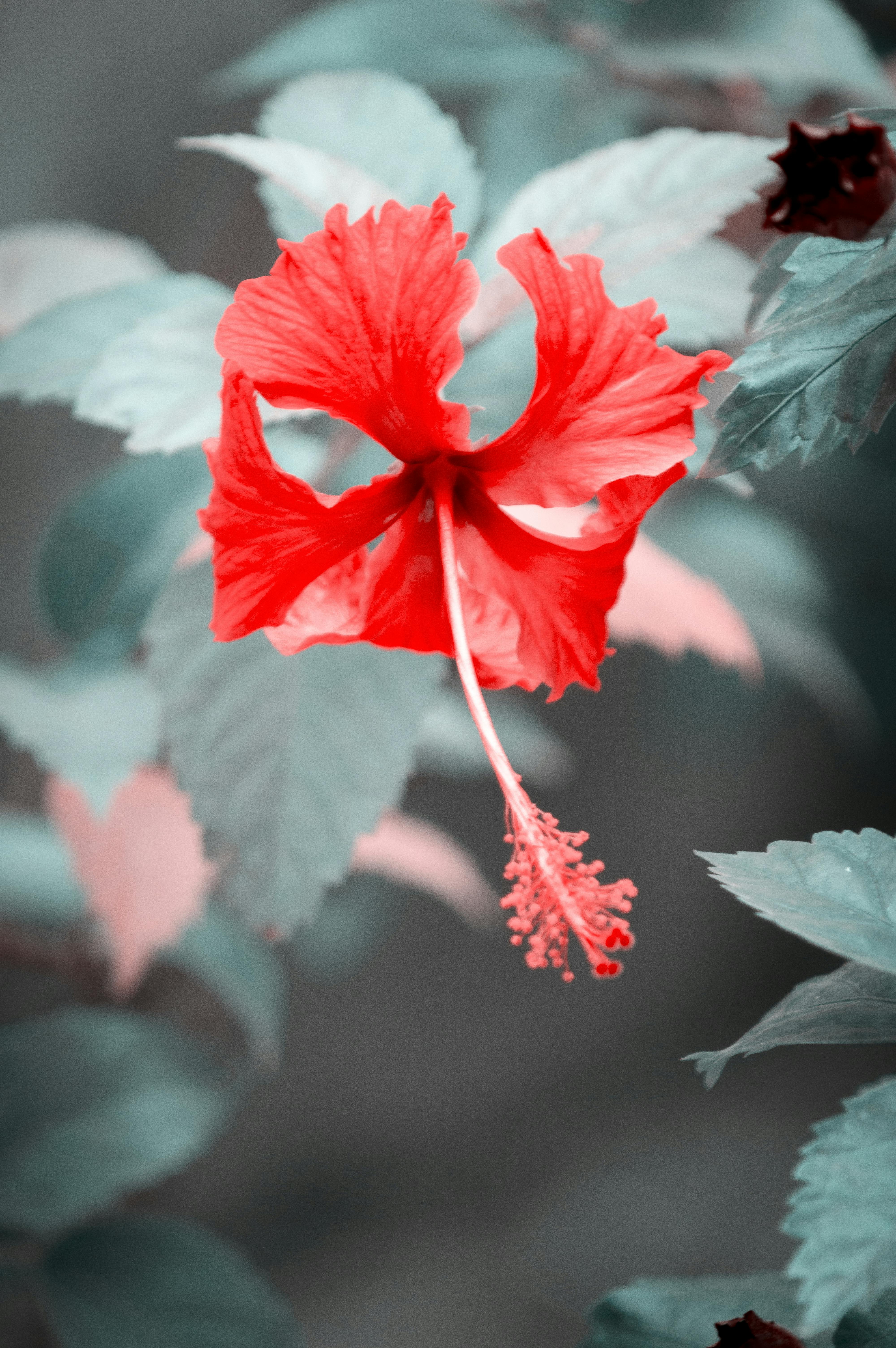 ハイビスカス フォーカス フローラ 咲く 花 花粉 葉 赤い花の無料の写真素材