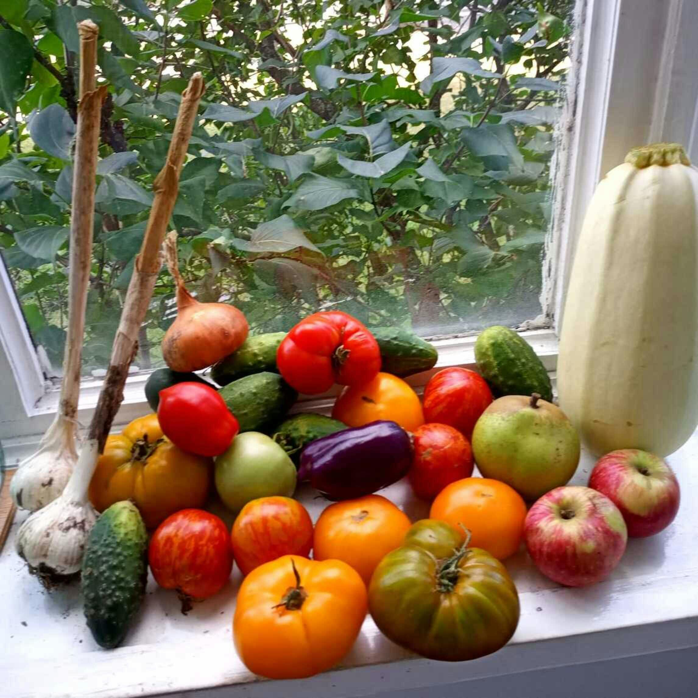 Orthopädisches Modell eines Knies