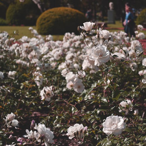 白玫瑰的选择性聚焦摄影