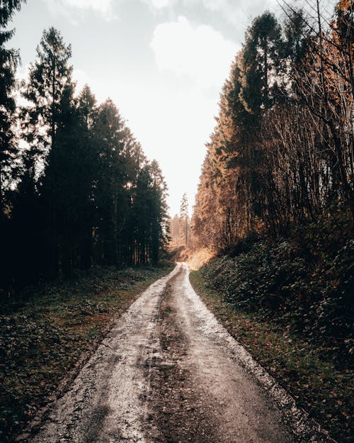 Kostenloses Stock Foto zu bäume, feldweg, vertikaler schuss