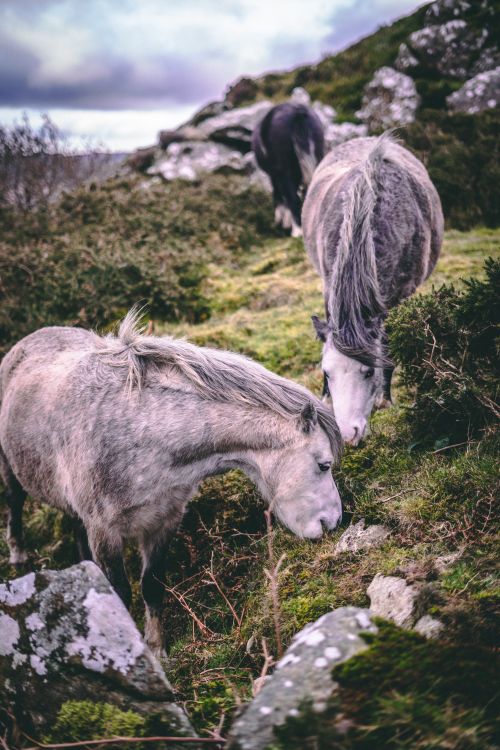 Free Two grey horses peacefully grazing on a lush, green hillside in a serene outdoor setting. Stock Photo