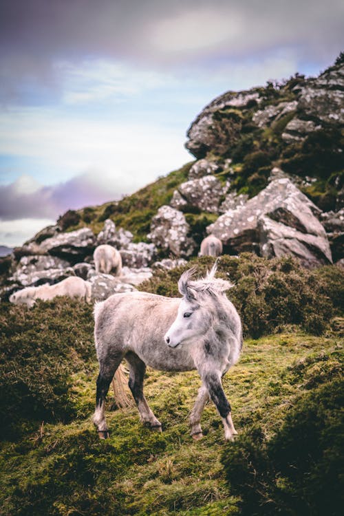 Gratis stockfoto met dierenfotografie, grasland, paard