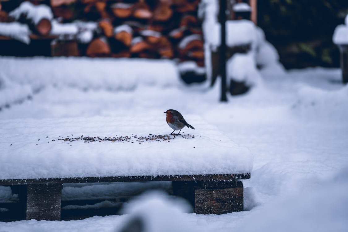 A Robin Perched on Snow-Covered Field