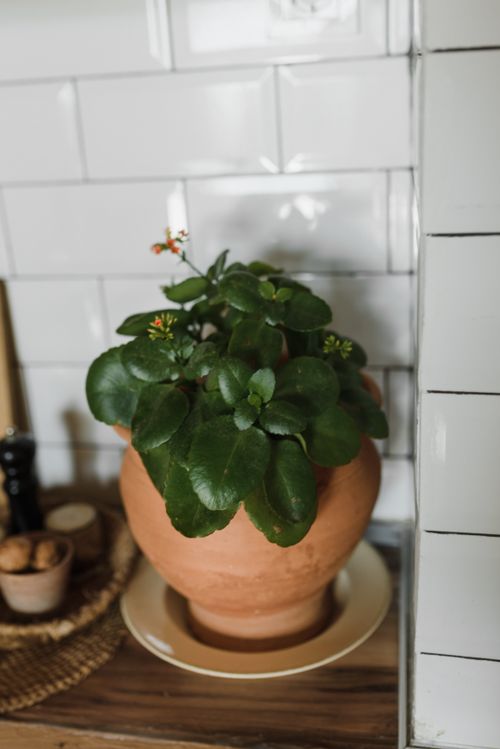 Free Close-up of a potted green plant on a kitchen counter with rustic decor. Stock Photo