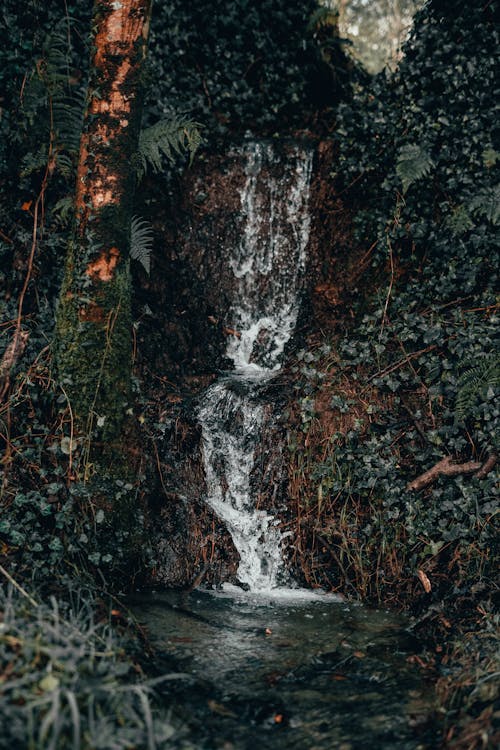 Immagine gratuita di cascata, foresta, natura