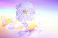 Delicate buds of blooming tree covered with droplets on abstract violet background with yellow and light blue glare