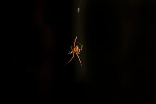 ฟรี คลังภาพถ่ายฟรี ของ arachnids, พื้นหลังสีดำ, มืด คลังภาพถ่าย