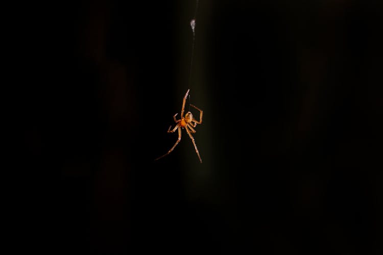 A Hanging Spider On It's Web