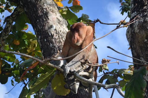 Free stock photo of borneo, monkey, proboscis monkey