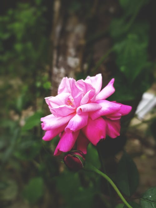 Imagine de stoc gratuită din a închide, blur background, floare roz