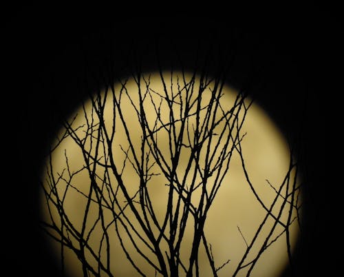 Kostnadsfri bild av dött träd, filmisk himmel, fullmåne