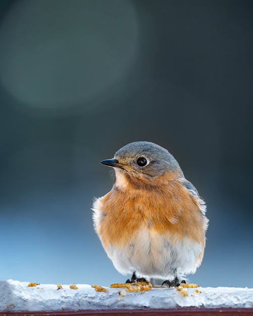 A Brown Breasted Bird on a Concrete Surface