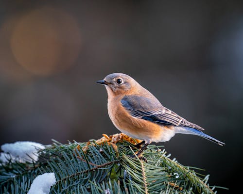 감기, 겨울, 깃털의 무료 스톡 사진