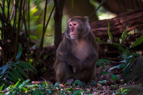 Free Close-Up Photo of a Macaque Monkey Looking Away Stock Photo