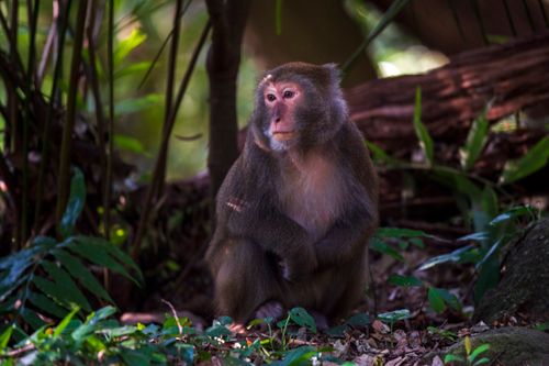 Free A macaque sits thoughtfully in a lush jungle setting, surrounded by greenery. Stock Photo