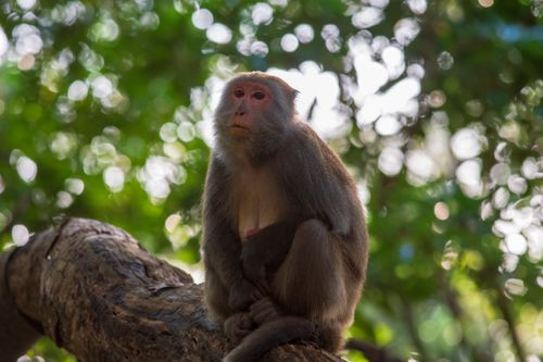 Free A macaque monkey sitting on a branch in the jungle of Taipei, Taiwan with a blurred green background. Stock Photo