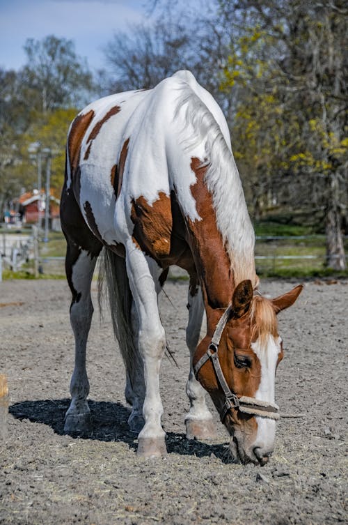 Close-Up Photo of a White and Brown Horse