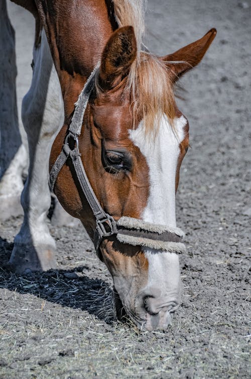 Gratis arkivbilde med buskap, gress, hest