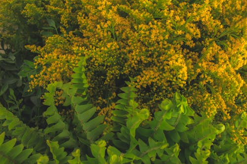 From above of bright fragrant yellow flowers growing in green foliage in nature