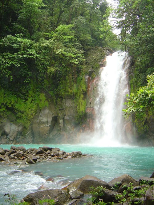 Waterfall in a Lush Forest 