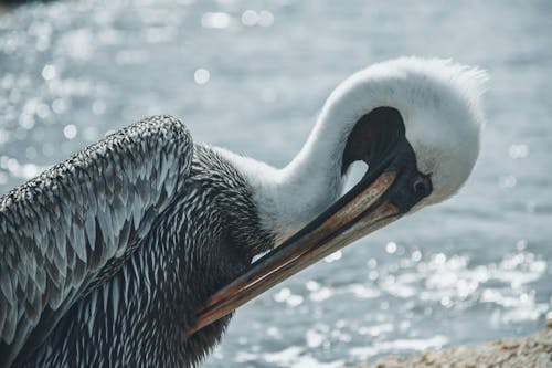 Free Close-up of a Pelican Stock Photo