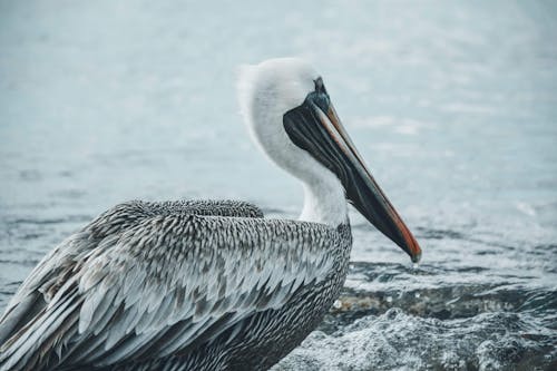 Free Photo of a Pelican against Water Stock Photo