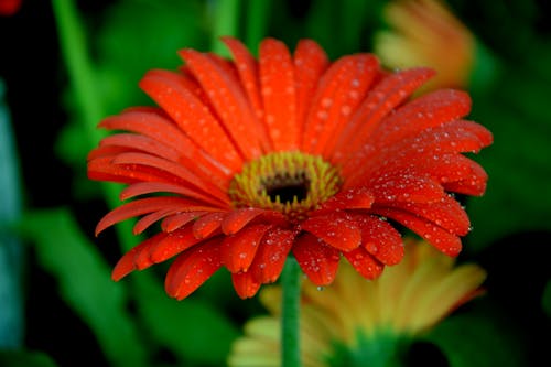 Flower in Close Up Photography