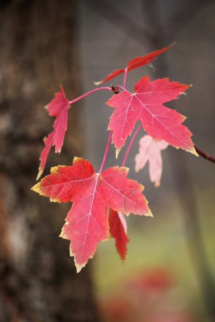 Red Autumn Maple Leaves