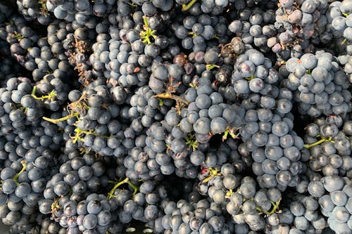 Free Lots of Fresh Red Grapes Stock Photo