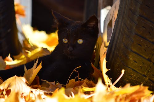 Free stock photo of animal, black cat, cat