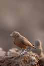 Small bar tailed lark in nature