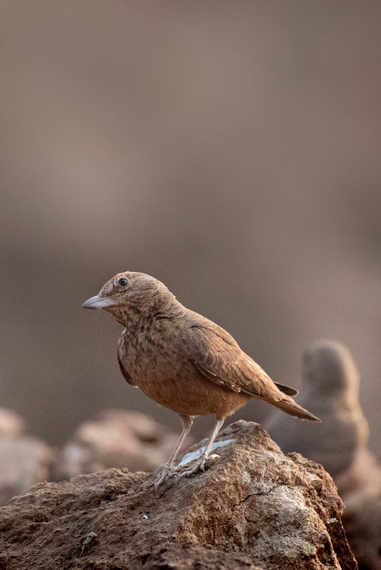 Small Bar Tailed Lark In Nature