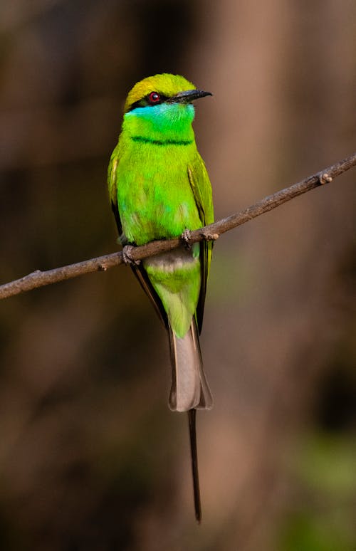 Colorful bee eater with colorful plumage sitting on tree branch against blurred environment