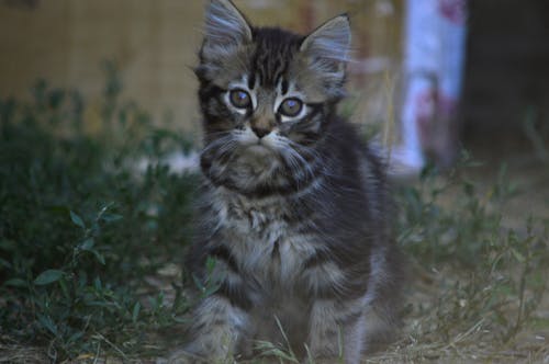 Free stock photo of animal, cat, cute