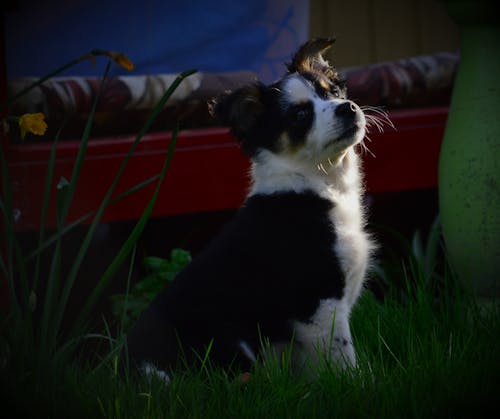 Free stock photo of animal, collie, daytime