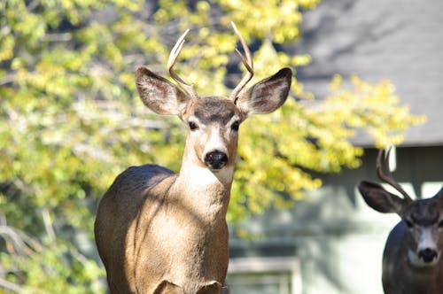 Free stock photo of animal, buck, daytime