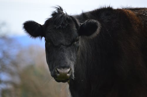 Free stock photo of animal, black, cattle