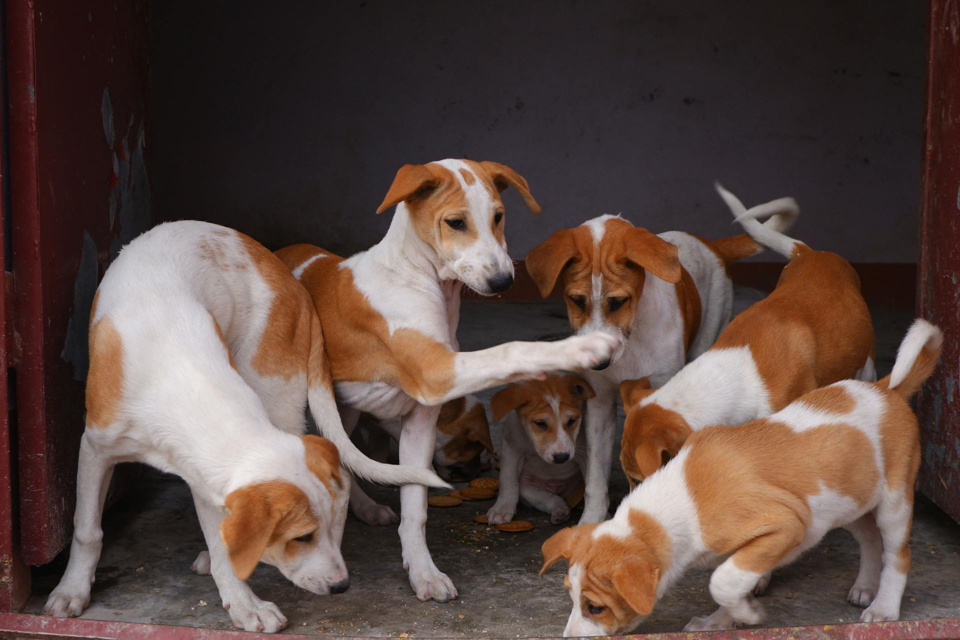 Photo of a Group of Dogs