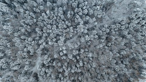Drone Shot of a White Forest in Winter