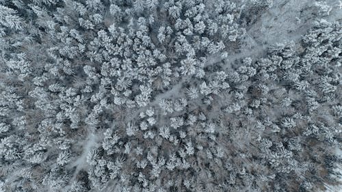 Photos gratuites de arbres, beauté dans la nature, blanc