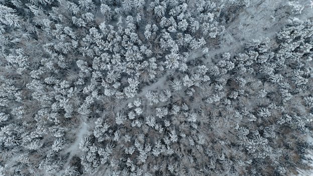 Captivating aerial shot of a winter forest in Belarus, showcasing snow-laden trees from above.