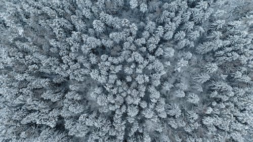 Aerial Photography of Trees Covered with Snow