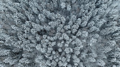 Drone Shot of Trees Covered with Snow