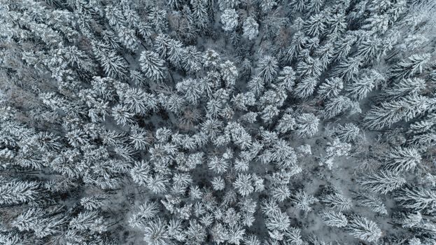 Stunning aerial view of a snow-covered forest in winter, Minsk Region, Belarus.
