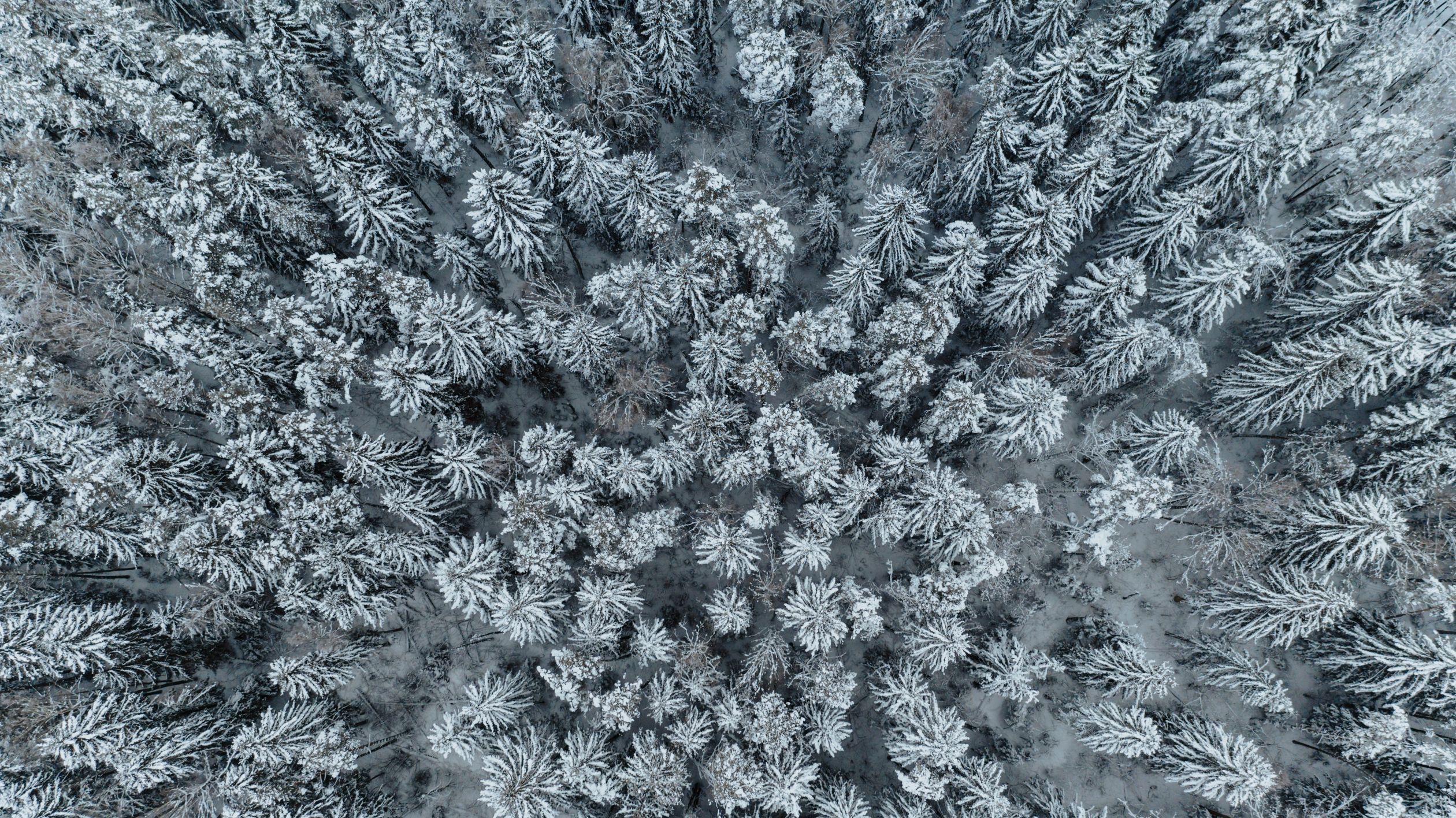 Drone Shot of Trees Covered with Snow · Free Stock Photo