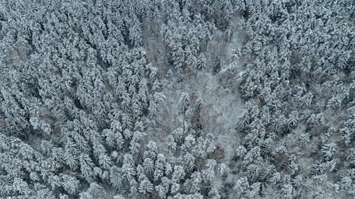 High Angle view of a Forest in Winter 